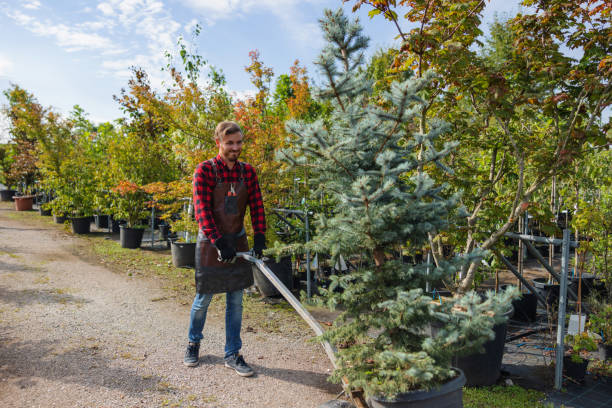 The Steps Involved in Our Tree Care Process in Mount Carroll, IL